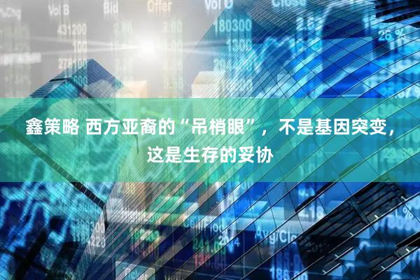 鑫策略 西方亚裔的“吊梢眼”，不是基因突变，这是生存的妥协