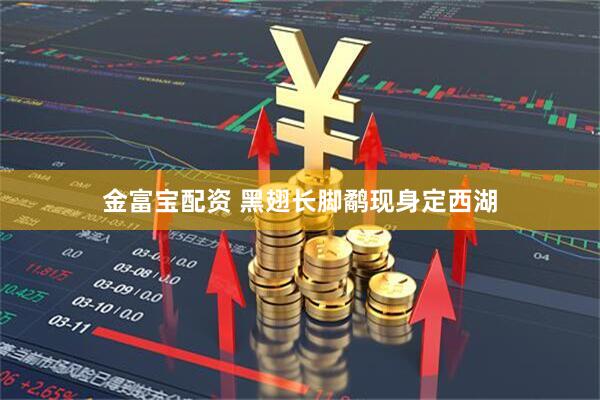 金富宝配资 黑翅长脚鹬现身定西湖